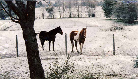 Horses Horses